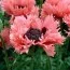 Мак Pink Ruffles фото
