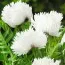 Мак White Ruffles фото