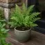 Папоротник Щитовник Клинтона (Dryopteris clintoniana) фото