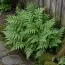Папоротник Щитовник Клинтона (Dryopteris clintoniana) фото