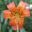 Лилия Pardalinum фото