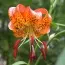 Лилия Pardalinum фото