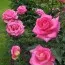 Роза Parfum Royal фото