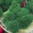 Петрушка Кудрявая Астра фото