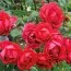 Роза Paul's Scarlet (плетистая) фото