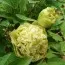Пион Pea Green Dou Lu древовидный   фото