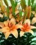 Лилия Peach Dwarf фото