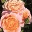 Роза Peach Clementine фото