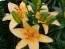 Лилия Peach Dwarf фото