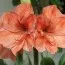 Амариллис Peach Melba фото