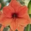 Амариллис Peach Melba фото