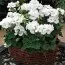 Пеларгония Multibloom White фото