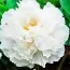 Пион White Snow Bai Xue Gong Zhu древовидный фото