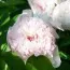 Пион Pecher фото