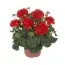 Пеларгония Master Idols Bright Red фото