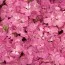 Пеларгония Multibloom Pink фото