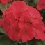 Пеларгония Multibloom Red фото
