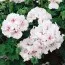 Пеларгония Double Blanche Roche фото