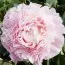Пион Chiffon Parfait фото