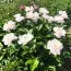 Пион Pink Vanguard фото