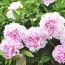 Пион Sarah Bernhardt 3-5 почек фото