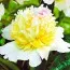 Пион Top Brass фото