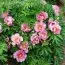 Пион ITOH Pink Double Dandy фото