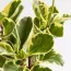 Колумбийская Корица (Peperomia) фото