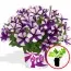Петуния Peppy Blue фото