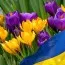 Комплект крокусов Победа фото