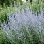Перовския Silvery Blue фото