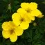 Лапчатка Sunset фото