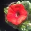 Петуния Cascadias Red Ray фото