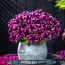 Петуния Go!Tunia Cosmic Pink фото