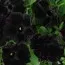 Петуния Sophistica Blackberry фото