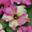 Петуния Sophistica Lime Bicolour фото
