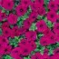 Сурфиния Trailing Purple фото