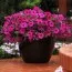 Петуния Wave Purple фото