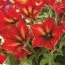 Петуния Crazytunia Mandevilla фото