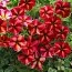 Петуния Crazytunia Mandevilla фото