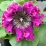 Петуния Superbissima Purple фото