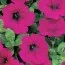 Петуния Wave Purple фото