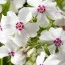 Флокс Amazing Grace фото