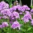 Флокс Amethyst фото