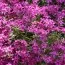 Флокс Atropurpurea (рассада) фото