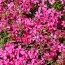 Флокс Atropurpurea фото
