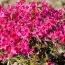 Флокс Atropurpurea фото