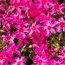 Флокс Atropurpurea фото