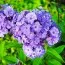 Флокс Blue Paradise фото