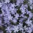 Флокс Early Spring Lavender фото